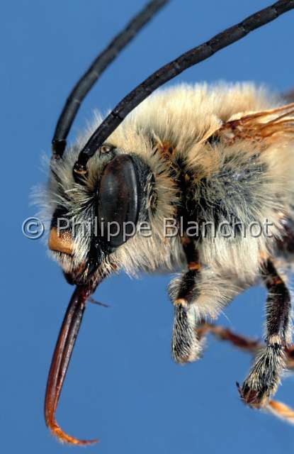 Eucera tomentosa.JPG - Eucera tomentosa (Portrait)Eucere tomenteuse (male)beeHymenopteraAnthophoridaeFrance